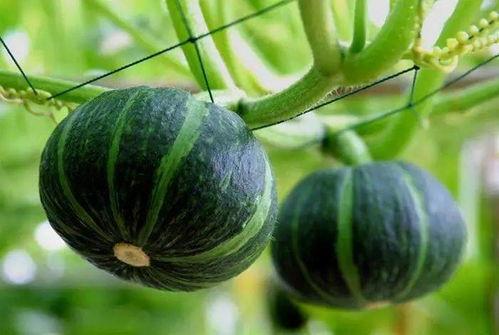 内丘最近吃瓜,揭秘当地热点事件背后的真相