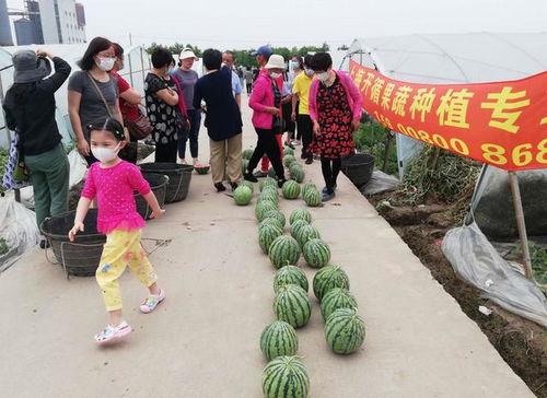 广东吃瓜比赛,广东吃瓜大赛，舌尖上的速度与激情