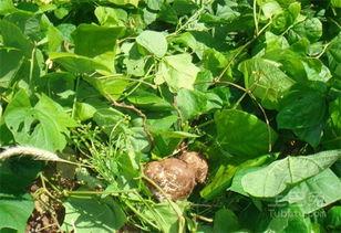 瓜叶茎怎么吃,探索绿色食材的新境界