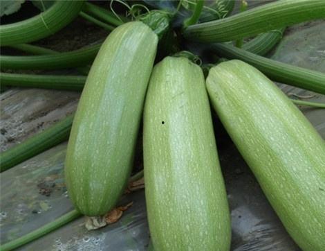 瓜怎么吃就比较吃,解锁夏日美味瓜食新吃法