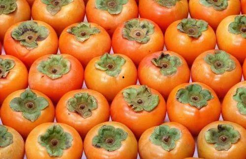 五瓜动物喜欢吃红柿子,探寻森林中的美味秘密