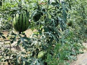 吃瓜网站北京群众,北京群众热议的吃瓜事件幕后真相