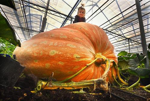 gali tt吃瓜,揭秘娱乐圈背后的那些事儿