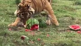 巴黎老虎吃瓜,老虎公园惊现吃瓜盛况