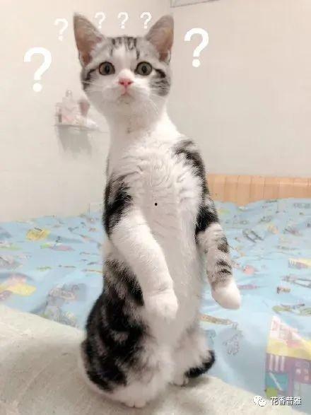 吃瓜猫特效,揭秘网络红人背后的魔法魅力