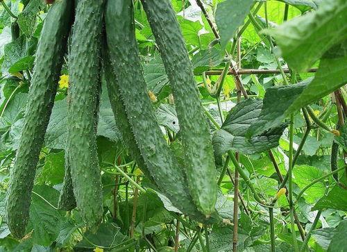 每天吃瓜图片,跟随视觉盛宴，领略瓜界风云